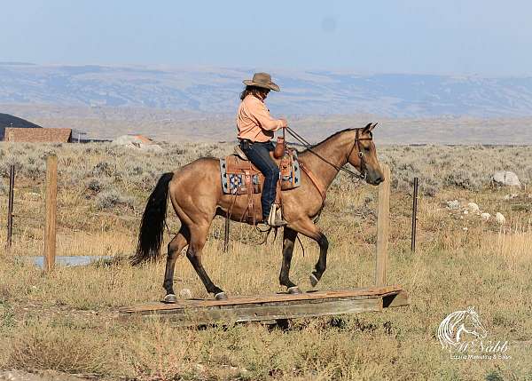 working-cattle-quarter-horse