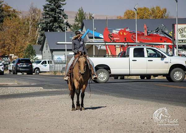 buckskin-quarter-horse-gelding