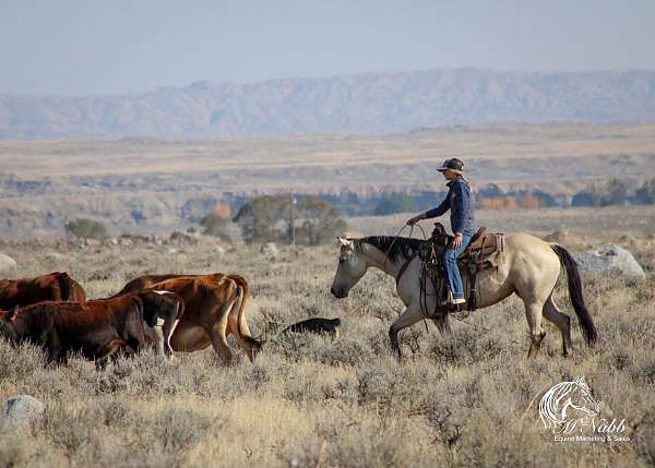 breeding-quarter-horse