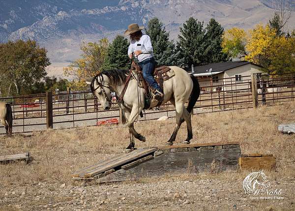 athletic-quarter-horse