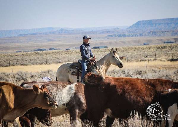 husband-safe-quarter-horse