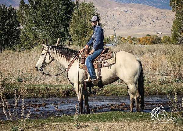 kid-safe-quarter-horse