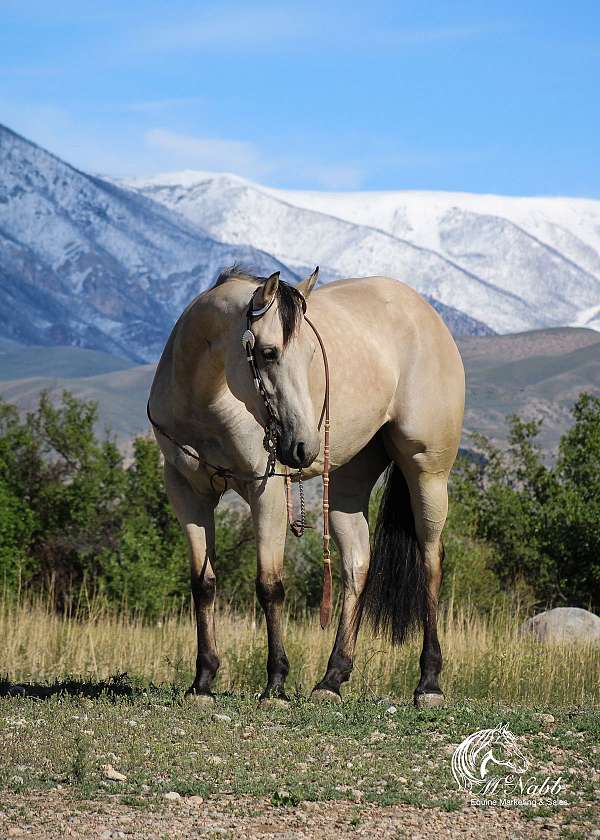 ranch-versatility-quarter-horse