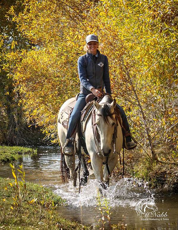 performance-quarter-horse