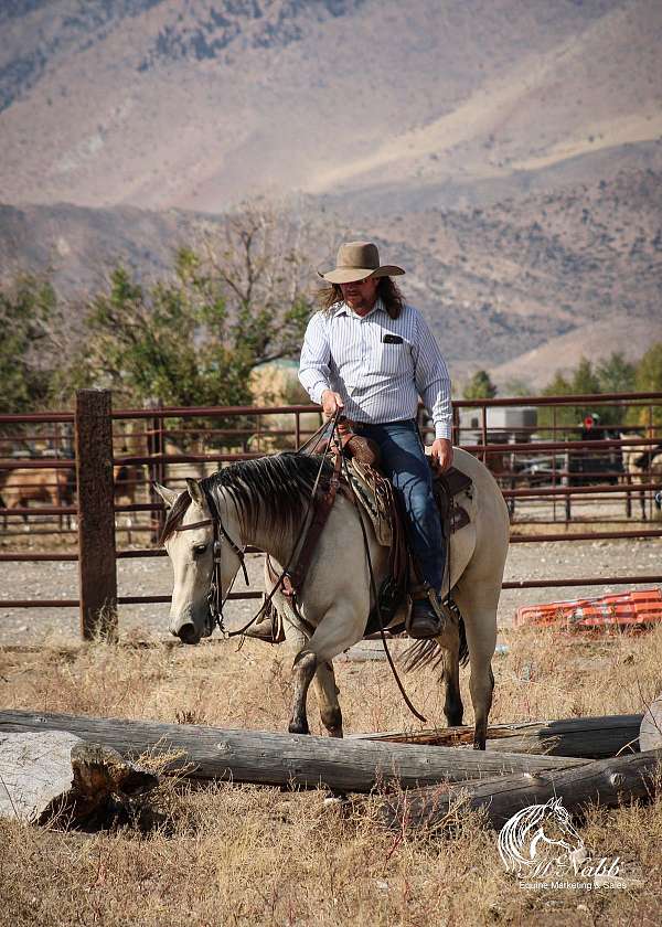 roping-quarter-horse