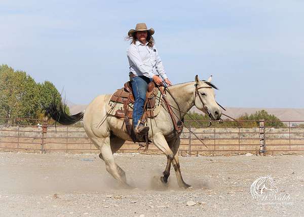 western-riding-quarter-horse