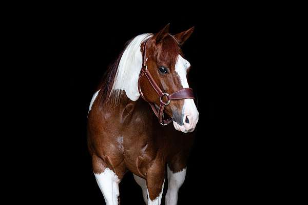 tobiano-see-pics-horse