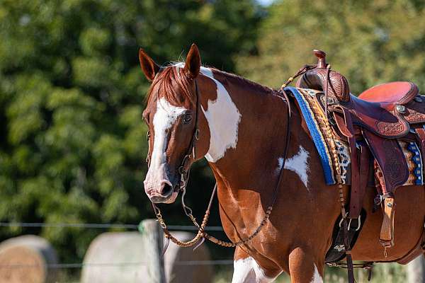 trail-paint-horse