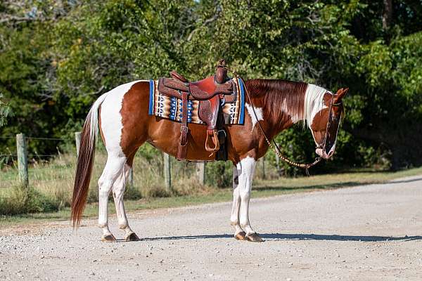 husband-safe-paint-horse