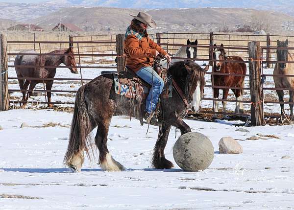 cowboy-mounted-shooting-gypsy-vanner-horse