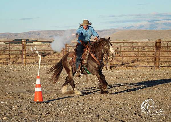 athletic-gypsy-vanner-horse