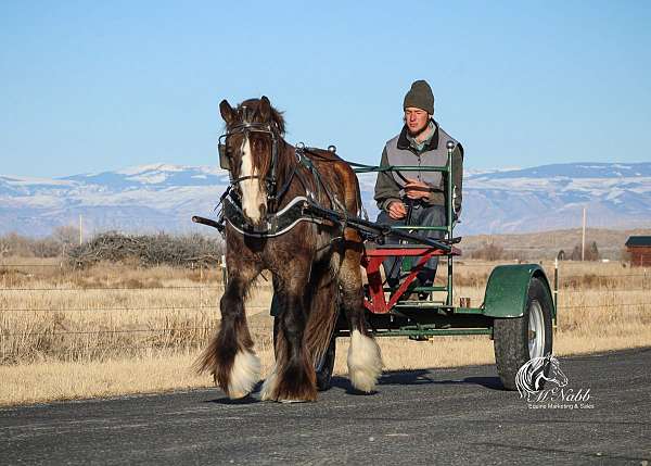 performance-gypsy-vanner-horse