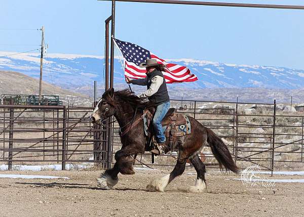 ranch-work-gypsy-vanner-horse