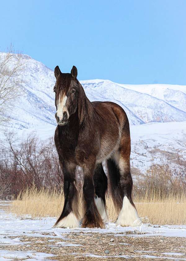 show-gypsy-vanner-horse