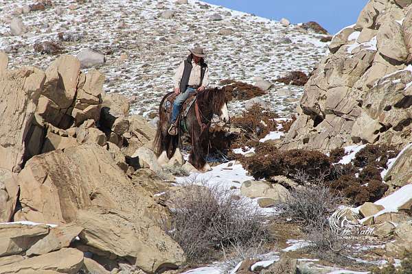 trail-riding-gypsy-vanner-horse