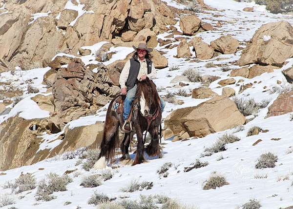 working-cattle-gypsy-vanner-horse