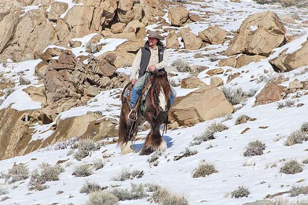 buckskin-gypsy-vanner-stallion