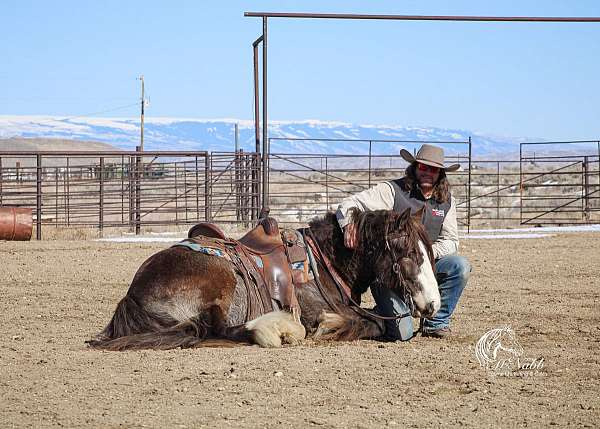 buckskin-all-around-horse