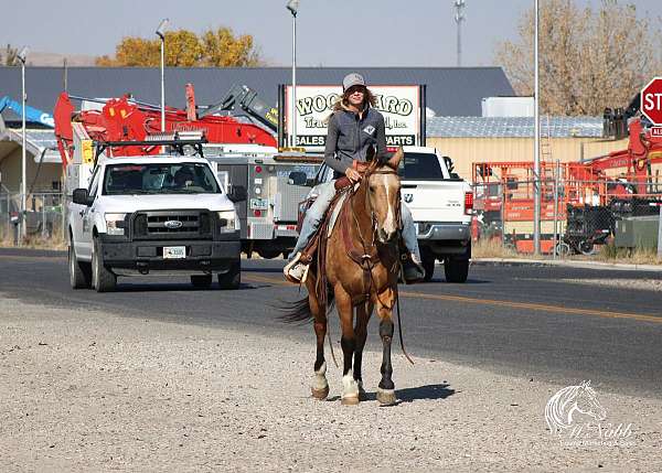 athletic-quarter-horse