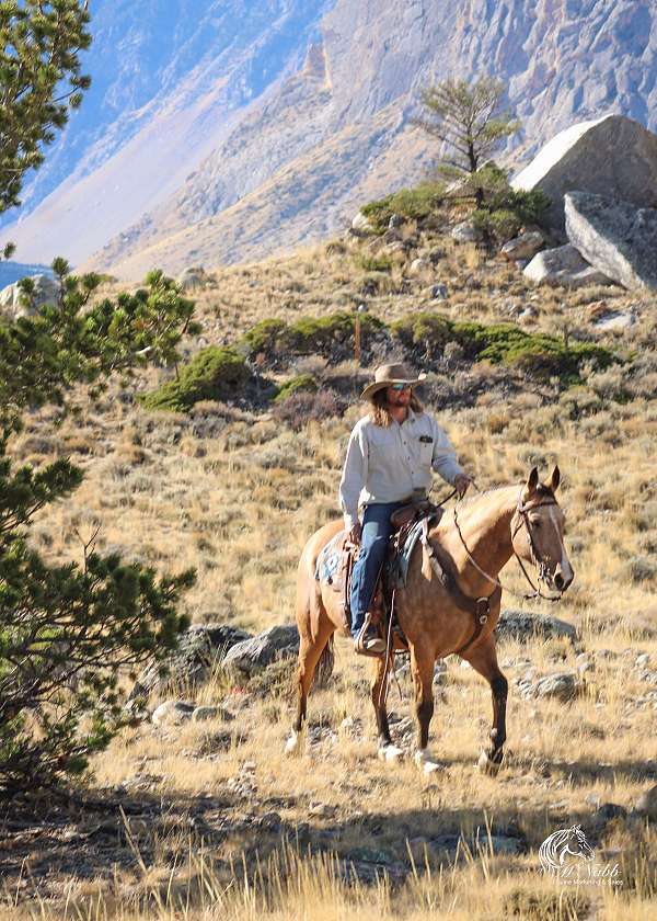 driving-quarter-horse