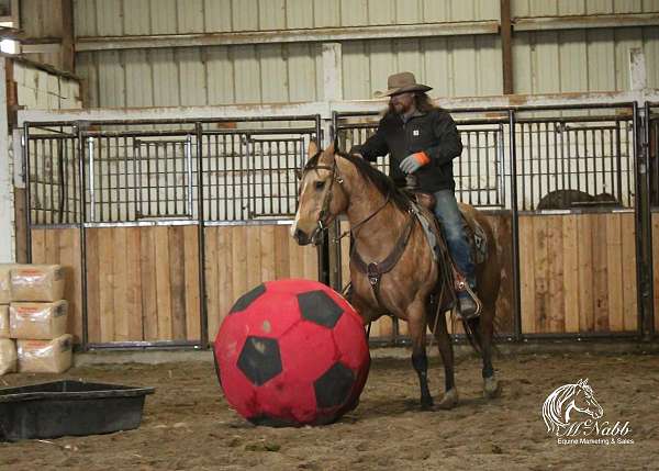 husband-safe-quarter-horse