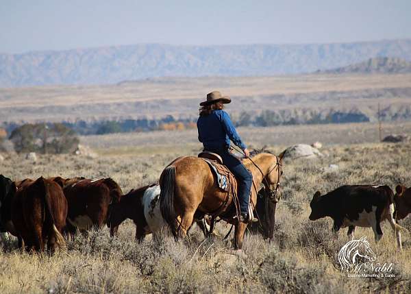 ranch-versatility-quarter-horse