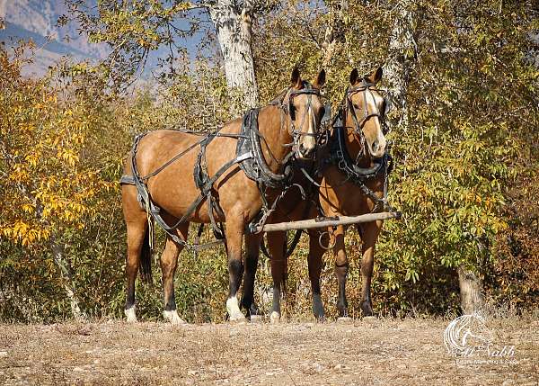 team-driving-quarter-horse