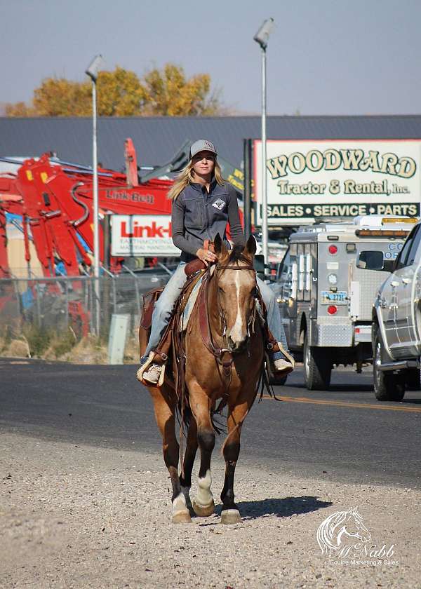 western-riding-quarter-horse