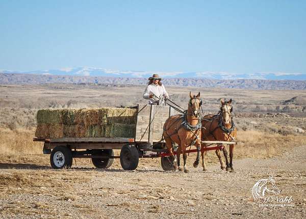 working-cattle-quarter-horse