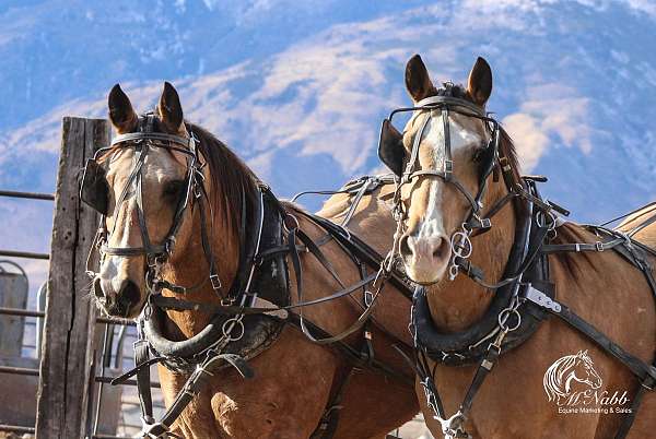 buckskin-quarter-horse-gelding