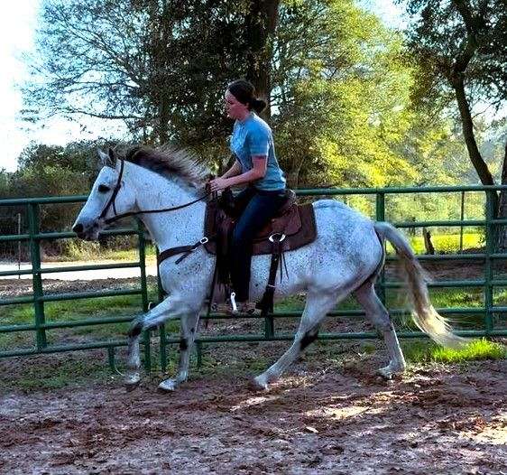 grey-see-pics-horse