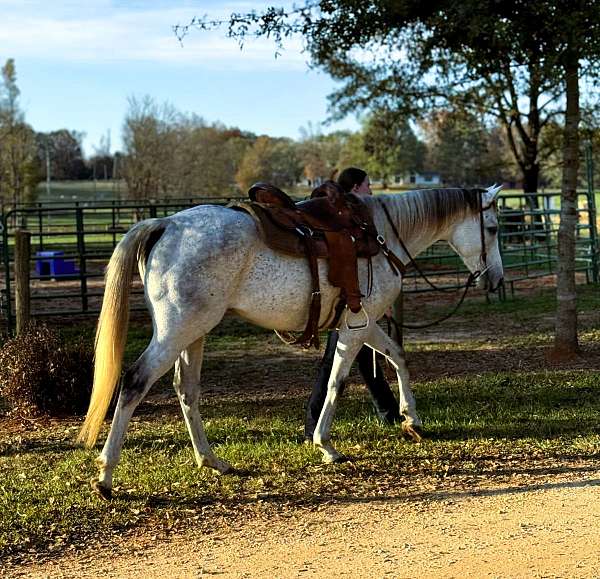 jumping-appendix-horse