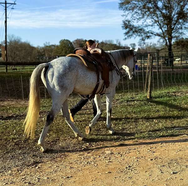 dressage-appendix-horse