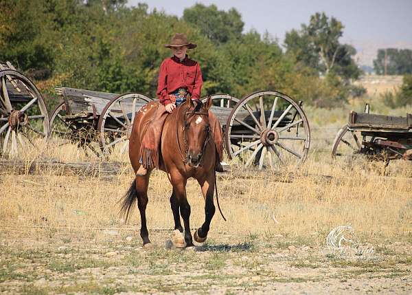 all-around-poa-horse