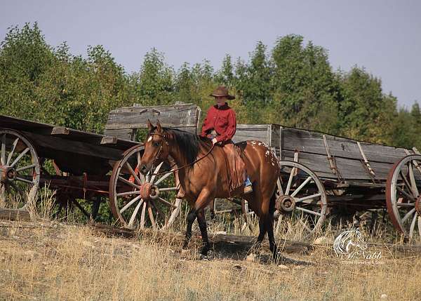 athletic-poa-horse