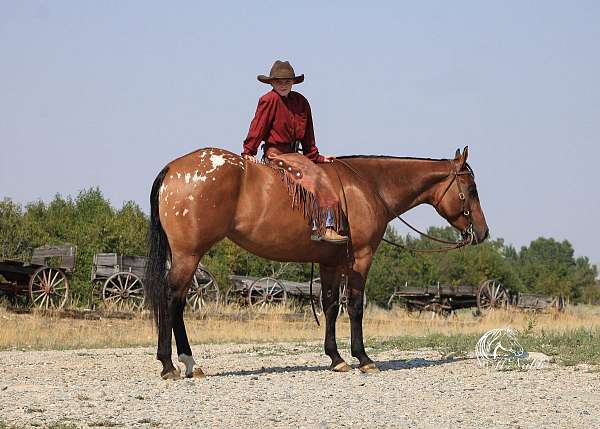 cowboy-mounted-shooting-poa-horse