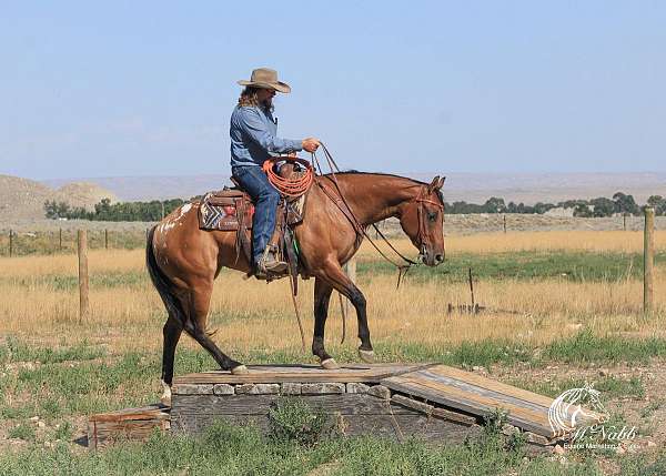 ranch-versatility-poa-horse