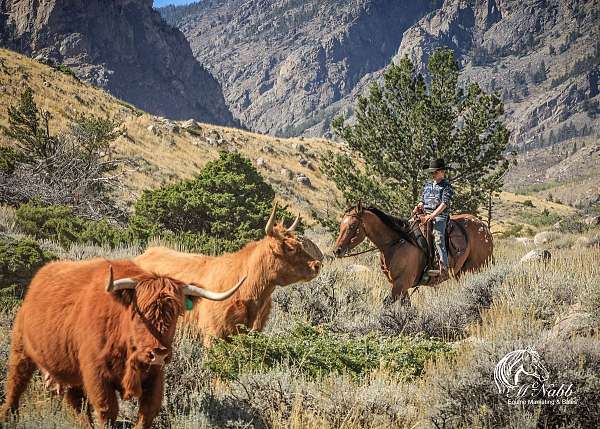 roping-poa-horse