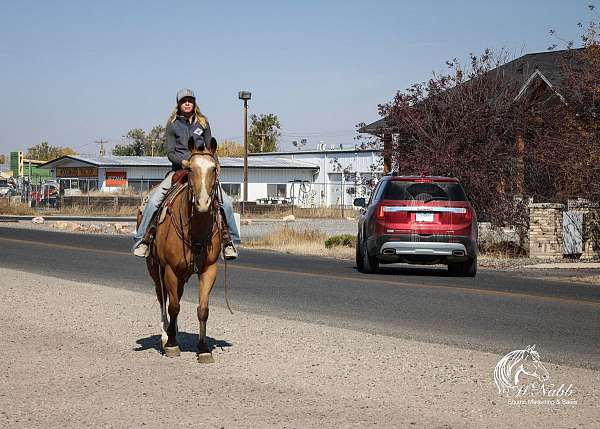 athletic-quarter-horse