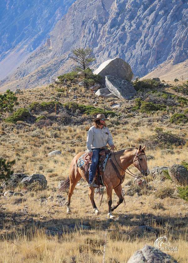 ranch-work-quarter-horse