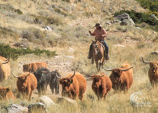 roping-quarter-horse