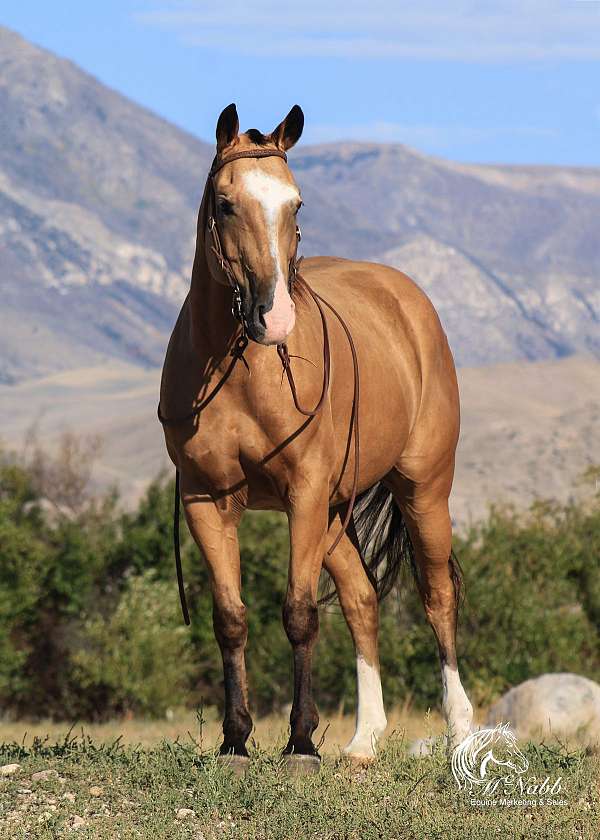 team-driving-quarter-horse