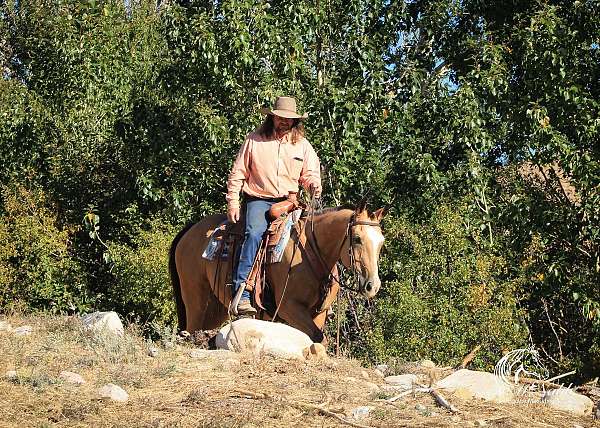 western-riding-quarter-horse