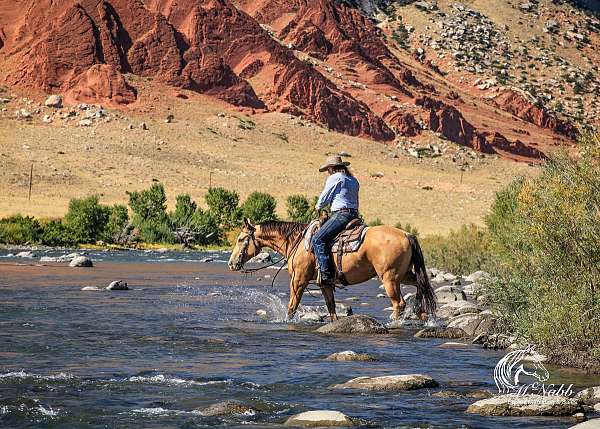 buckskin-quarter-horse-gelding