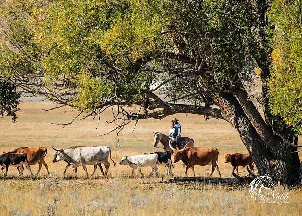 calf-roping-quarter-horse