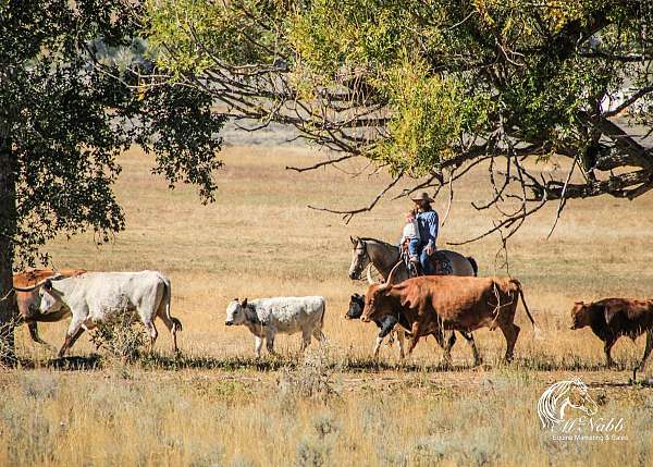 cowboy-mounted-shooting-quarter-horse