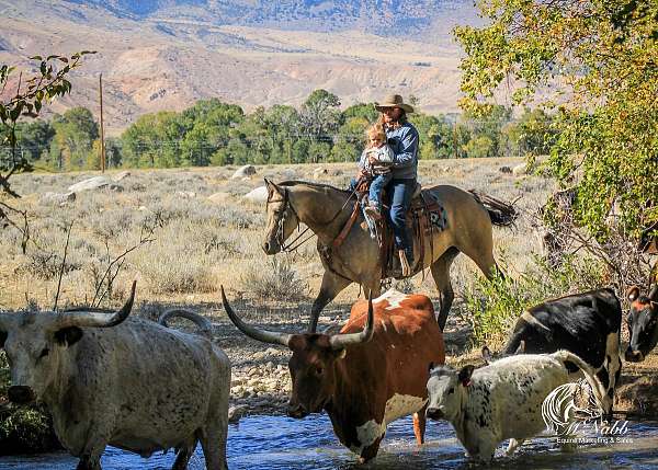 husband-safe-quarter-horse