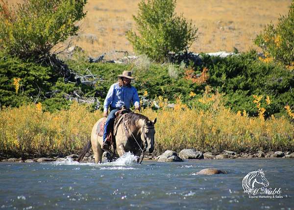 ranch-versatility-quarter-horse