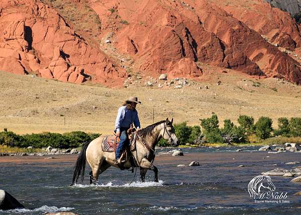 ranch-work-quarter-horse