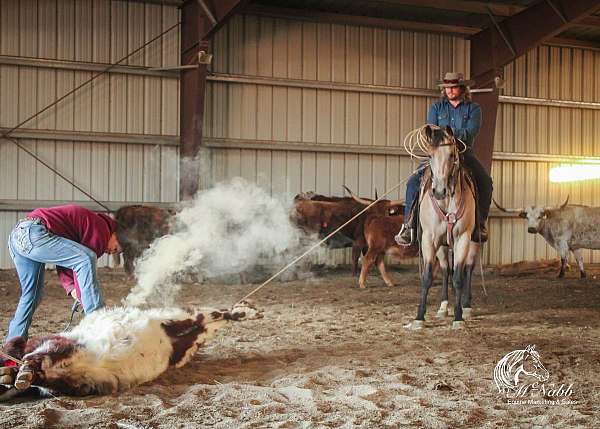 roping-quarter-horse